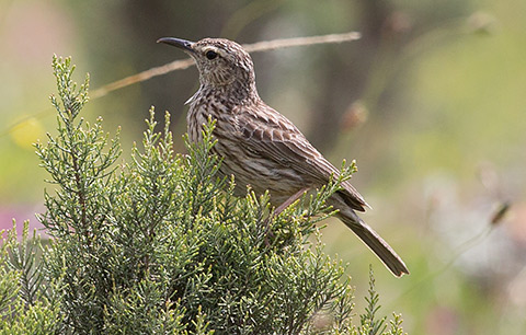 Agulhas Long-billed Lark